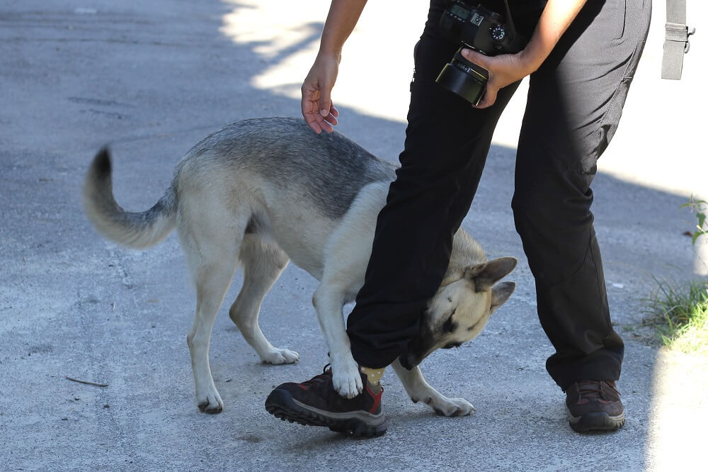 Dog biting strangers leg.