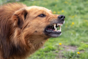 growling dog
