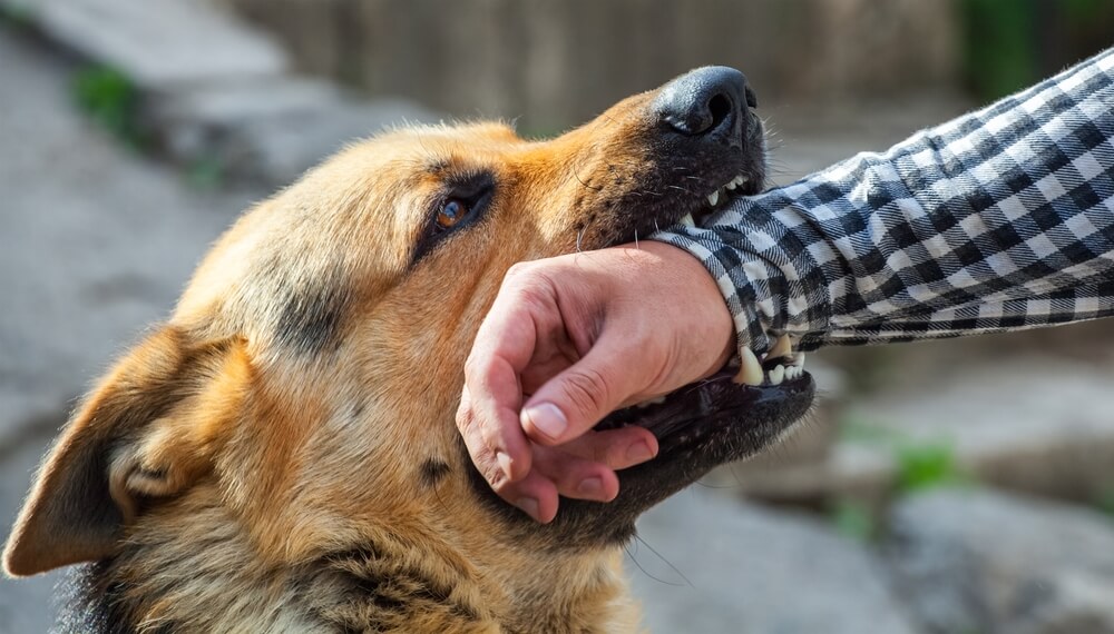 Angry dog biting strangers arm.