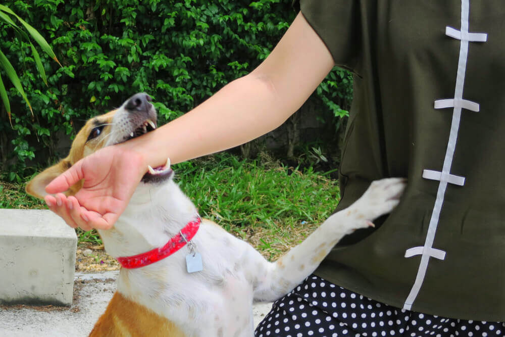 Dog biting arm of passerby.